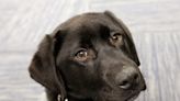 Meet Mason, Portsmouth police's first comfort dog: 'Little guy can do wonders'