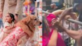 Top viral videos today: Custom-fit clothes for family pets at Anant-Radhika wedding, NYC council member biting NYPD officer and more