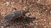 Qué es chinche del arce, el insecto que invade los hogares de Chile durante el otoño