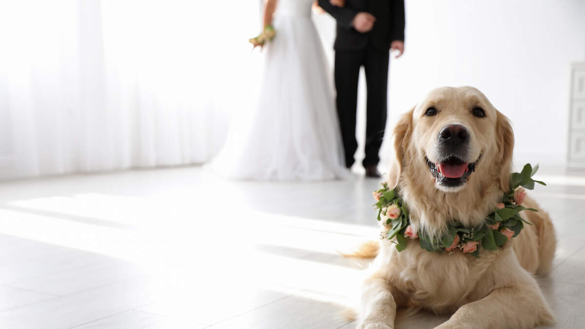 2 year old Golden Retriever insists on being part of his parents' wedding | 98.7 The River | Mark Robertson