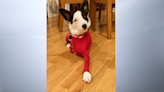 'Pet Pals TV': Biscuit the three-legged border collie's journey