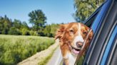 A Florida Bill Would've Banned Dogs From Hanging Their Heads Out Car Windows. It's Actually Not a Bad Idea