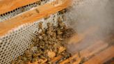 Promueven mejoramiento genético en abejas para evitar africanización