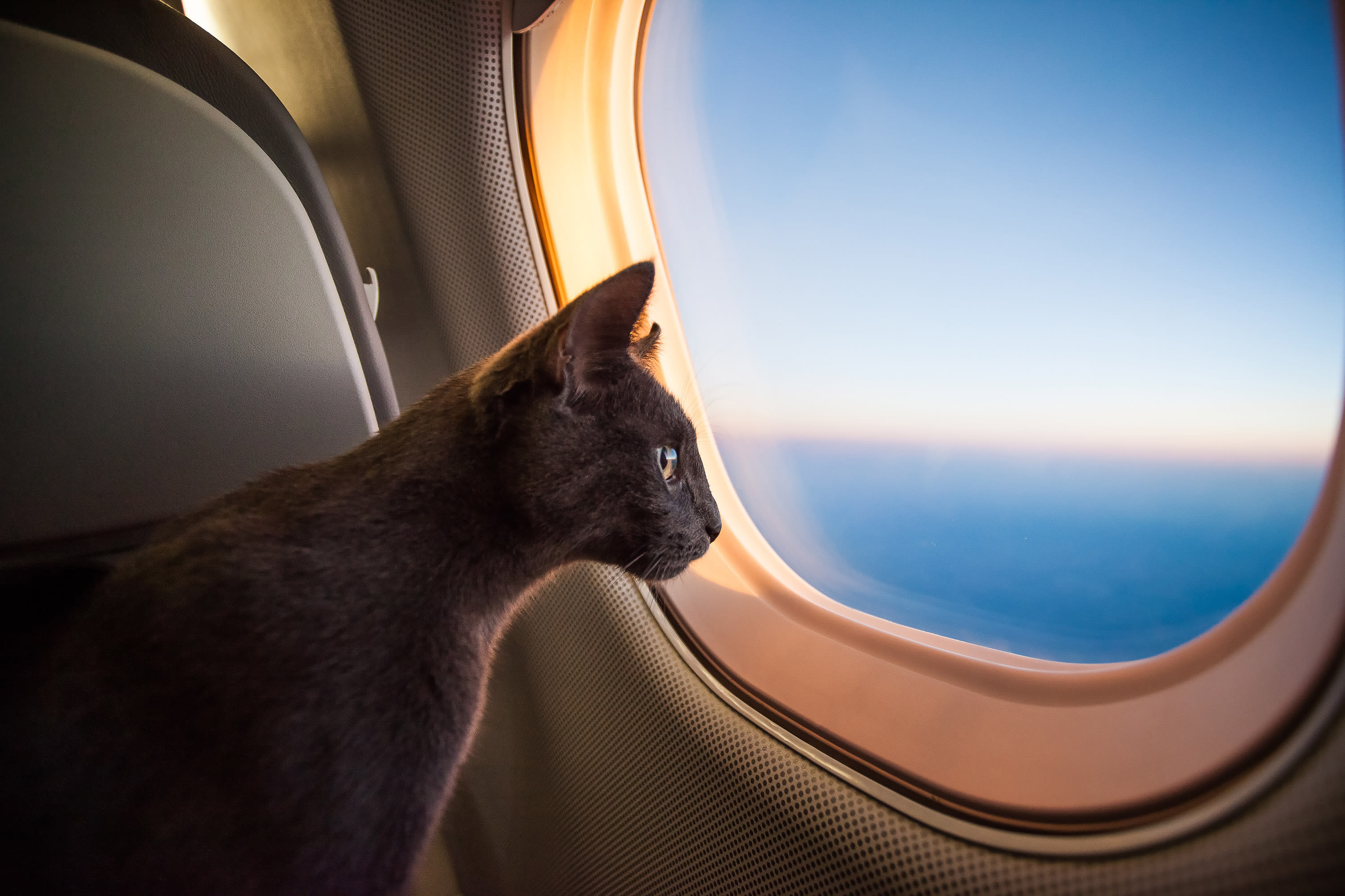 Cat's reaction to crying baby on plane delights internet
