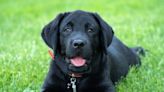 Black Dog Names to Suit Your Pup's Personality