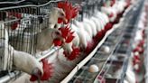¿Existe vacuna para la gripe aviar H5N2?