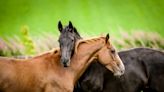 Moment Mule Reunites with His Beloved Brother at Sanctuary Has People Sobbing