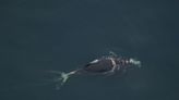 Right whale calf dangerously entangled off North Carolina. Seen free of gear last year off Massachusetts