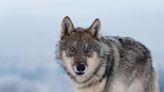 Conservation groups sue Fish and Wildlife Service over delistment of wolves as an endangered species