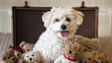 Teddy Bear Dog Breeds: Cuddly Puppies and Dogs Who Look like Cute Bears