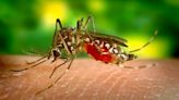 14 active dengue cases in Mysuru: DHO - Star of Mysore