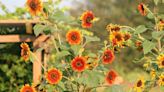 Matthew Stevens: Dazzling sunflowers can be hard to incorporate into a garden