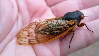 Georgia's Brood XIX is here: Periodical cicadas make their mark on the Southeast