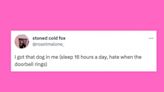 22 Of The Funniest Tweets About Cats And Dogs This Week (May 20-26)