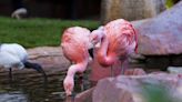 Live animal exhibits on the Las Vegas Strip now less for show, more about education