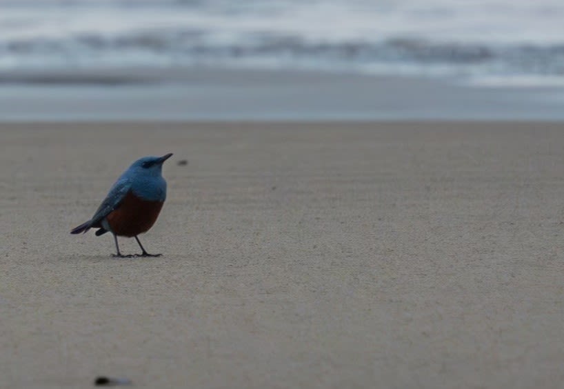 ‘Mega-rare’ bird spotted at Oregon’s Hug Point is first sighting in U.S. history