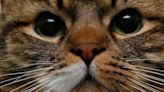 Fifth of cat owners ‘do not intend to get their pet microchipped’