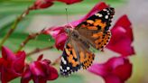 Butterflies cross Atlantic ocean on 2,600-mile non-stop flight never recorded in any insect before