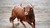 Woman messes with bull on a beach, gets the horns (video)