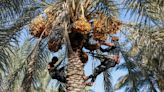 Iraqi date farmers fight drought to protect national treasure