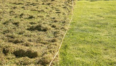 Remove moss from lawns in 2 days with gardener’s magic item - grass gets greener