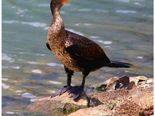 #537 雀鳥...675（人才公園三水鳥：1. 鸕鶿 2.黑翅長腳鷸 3.赤頸鴨） - DCFever.com