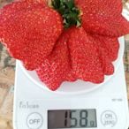 草莓苗 蘋果草莓 天來草莓 香氣濃郁 色澤艷紅  強勢品種  二期花單果超過150g