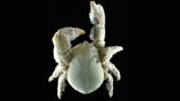 Hoff crab: The hairy-chested crustacean that farms bacteria on its hairs