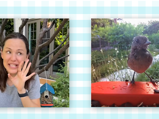 Jennifer Garner's Bird Feeder Camera Brought a 'Bird Modeling Agency' to Her Yard