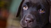 How dogs use facial expressions to convey emotions | FOX 28 Spokane