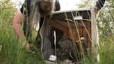 Wildlife group rehabilitates, relocates beaver to maintain healthy eco-system