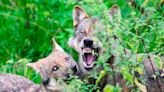 Varios lobos atacan y hieren de gravedad a una mujer en un zoológico en Francia