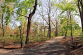 Central Park birdwatching incident