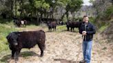 Legarda impulsa un proyecto de 'vacas bomberas' para prevenir incendios