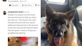 Airbnb customer shares anger after being charged for dog hair despite staying in pet-friendly home