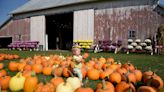 Pumpkins and apples: Stotzes merge pumpkin business with Kreps Apple Barn