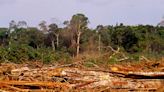 Good News! Deforestation in Brazil's Amazon Has Significantly Dropped in Just 6 Months