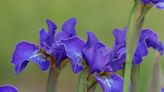 Boothbay botanical garden gets a gift of irises
