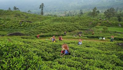 Sri Lanka's tea producers warn 70% wage hike will hit industry