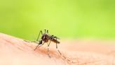 Best mosquito control companies | CNN Underscored