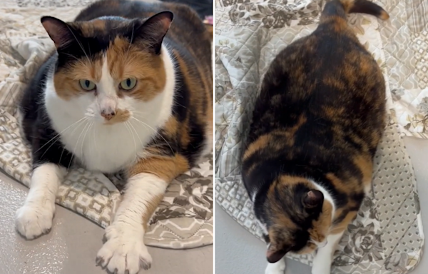 Shelter pleads for someone to rescue huge 27-pound cat