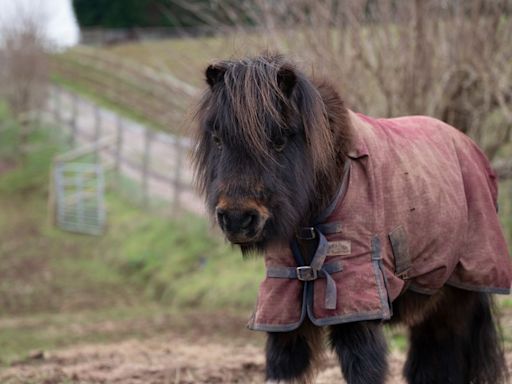 Sanctuary mourns rescue pony after two years of recovery