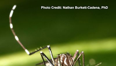 Mosquitoes known to transmit diseases were found in new Roseville area. Here’s what to know