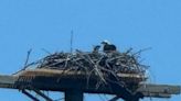 High atop 60-foot electrical pole on Staten Island, a special platform is now home to osprey hatchlings