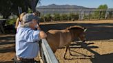 Cloned endangered horse ‘thriving’ at San Diego Safari Park