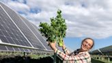 Can agriculture and solar farms coexist? It depends