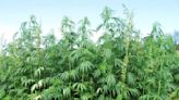 DeSantis vetoes bill that banned high-potency hemp products