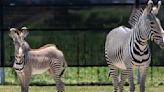 A sneak peak at St. Louis Zoo's new park, where animals are already busy