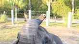 Ali the African elephant at Jacksonville Zoo has successful root canal