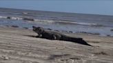 Massive alligator seen eating, lounging on Texas beach